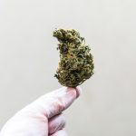 Online Bud Shopping Made Simple: Track down Your Ideal Strain Today