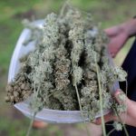 From Click to Puff: The Online Weed Buying Experience