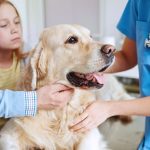 Insuring Their Happiness: Pet Insurance for a Lifetime of Joy
